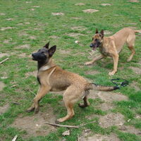 Foto 6 van een Belgische Herdershond, Mechelse