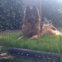 Foto 1 van een Duitse Herdershond Langstokhaar