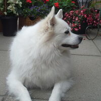 Foto 6 van een Grote Keeshond, wit