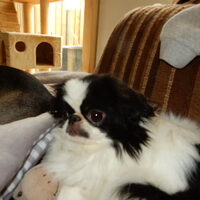 Foto 2 van een Japanse Spaniel
