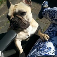 Foto 9 van een Franse Bulldog
