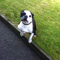 Hond Roxy (1)