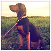 Foto 6 van een Jura Laufhund
