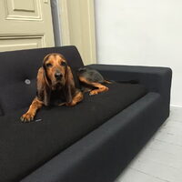 Foto 5 van een Jura Laufhund