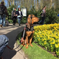 Foto 4 van een Jura Laufhund