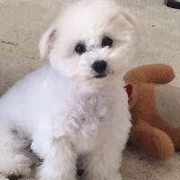 Foto 3 van een Bichon Frise