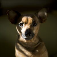 Foto 7 van een Dwergpinscher