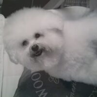 Foto 1 van een Bichon Frise