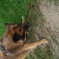 Foto 9 van een IJslandse Hond