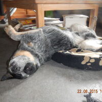 Foto 2 van een Australian Cattle Dog