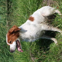 Foto 1 van een Brittany