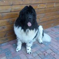 Foto 3 van een Newfoundlander