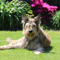 Foto 6 van een Picardische Herdershond