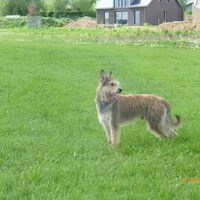 Foto 5 van een Picardische Herdershond