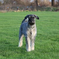 Foto 1 van een Riesenschnauzer, peper en zout