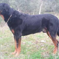 Foto 3 van een Beauceron