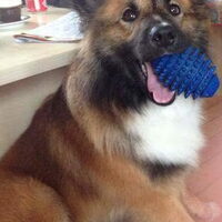 Foto 8 van een IJslandse Hond