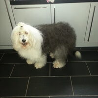 Foto 3 van een Old English Sheepdog