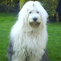 Foto 2 van een Old English Sheepdog