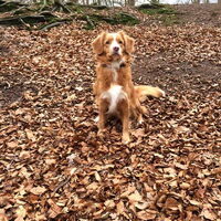 Foto 4 van een Nova Scotia Duck Tolling Retriever