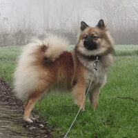 Foto 9 van een Keeshond, Middenslag