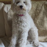 Hond Pommetje (1)