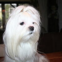 Foto 7 van een Maltezer