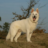 Foto 5 van een Zwitserse Witte Herdershond