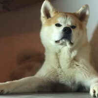 Foto 3 van een Japanse Akita