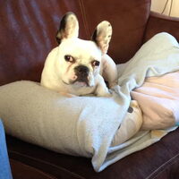 Foto 5 van een Franse Bulldog