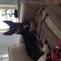 Foto 3 van een Mechelse Herder