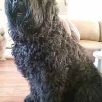 Foto 1 van een Zwarte Russische Terrier