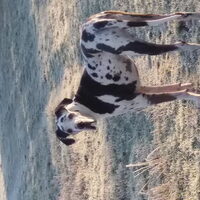Hond Pony (2)