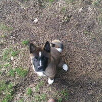 Foto 3 van een American Akita