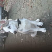 Foto 8 van een Siberian Husky