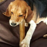 Foto 9 van een Beagle