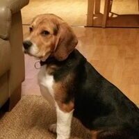 Foto 8 van een Beagle