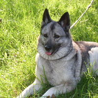 Foto 9 van een Noorse Elandhond Grijs