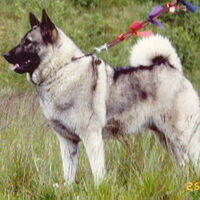 Foto 8 van een Noorse Elandhond Grijs
