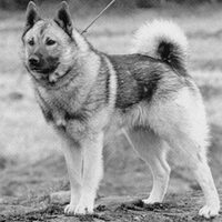 Foto 7 van een Noorse Elandhond Grijs