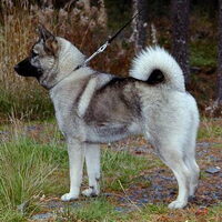 Foto 6 van een Noorse Elandhond Grijs