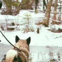 Foto 3 van een Noorse Elandhond Grijs