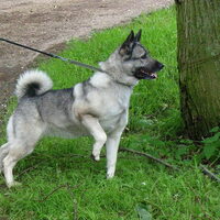 Foto 2 van een Noorse Elandhond Grijs