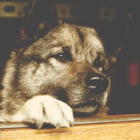 Foto 1 van een Noorse Elandhond Grijs