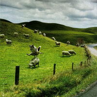 Foto 7 van een IJslandse Hond