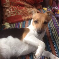 Foto 8 van een Jack Russell Terrier