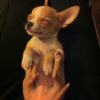 Foto 1 van een Chihuahua, korthaar