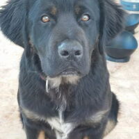 Hond Bhody (1)