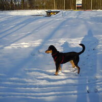 Foto 1 van een Erdélyi Kopó