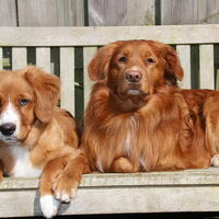 Foto 3 van een Nova Scotia Duck Tolling Retriever